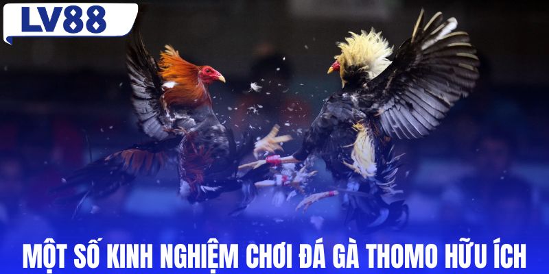 Một số kinh nghiệm chơi đá gà Thomo hữu ích
